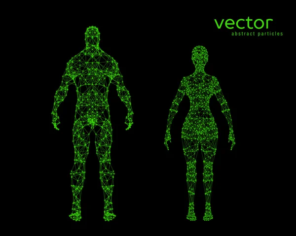 Ilustração vetorial do corpo masculino e feminino — Vetor de Stock