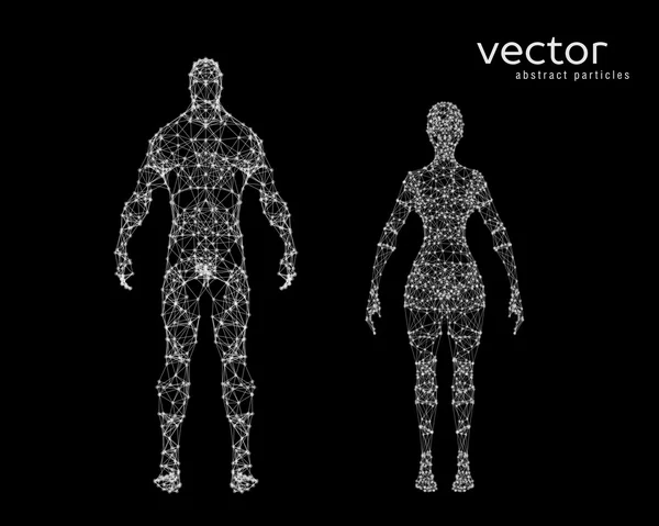 Vektor illustration av manliga och kvinnliga kroppen — Stock vektor