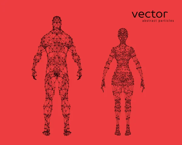 Векторні ілюстрації чоловічого і жіночого тіла — стоковий вектор