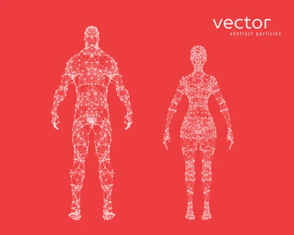 Векторні ілюстрації чоловічого і жіночого тіла — стоковий вектор