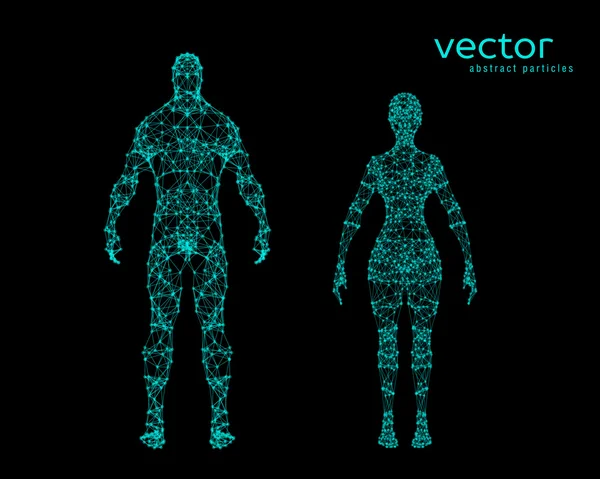 Ilustración vectorial del cuerpo masculino y femenino — Archivo Imágenes Vectoriales