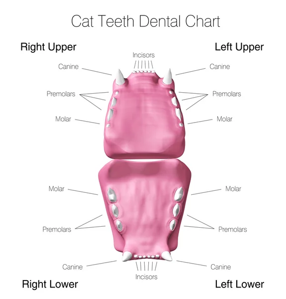 Cat teeth dental chart — Stock Photo, Image