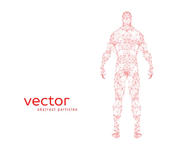 Vector illustration of human body — Stock Vector