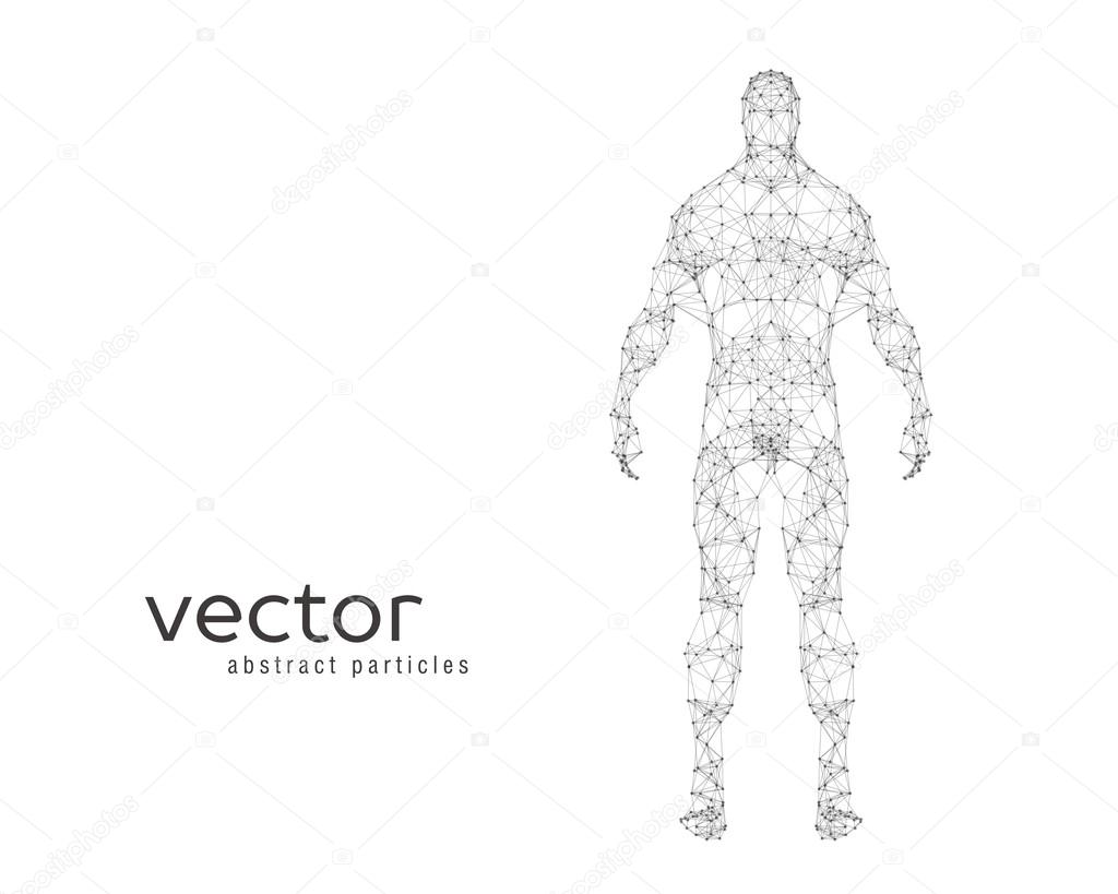 Vector illustration of human body