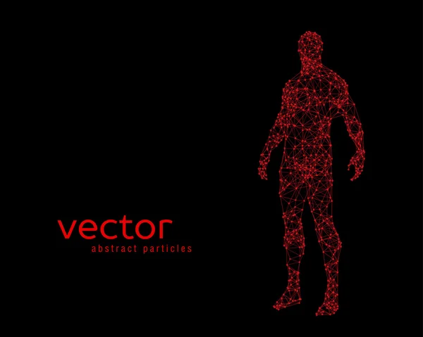 Ilustración vectorial del cuerpo humano — Archivo Imágenes Vectoriales