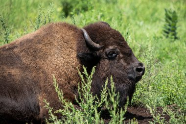 Güzel manzarada büyük bir öküz. Kıllı inek vahşi bir hayvan. Öküz Yılı, 2021 'de sığır ya da su bufalosu. Amerika 'da çiftlik hayvanı.