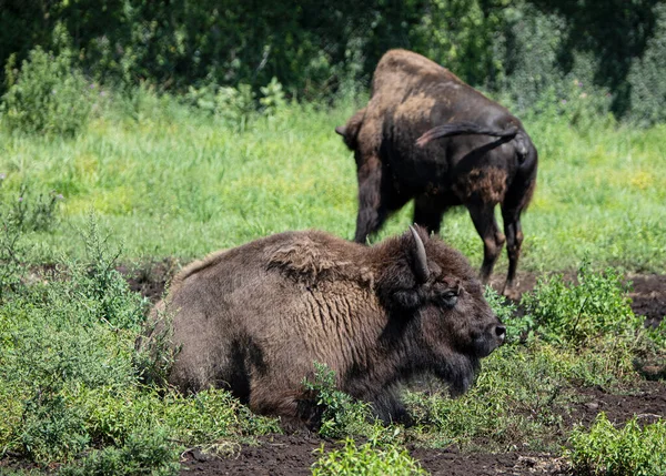 Cows Farm America Hairy Cow Wild Animal Nature Background Big — Stock Photo, Image