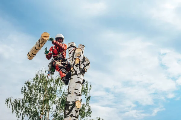 Arborist man cutting a branches with chainsaw and throw on a ground. — Stock Photo, Image