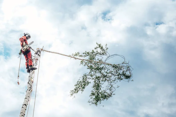 Arboriste coupant des branches avec une tronçonneuse et jetant sur le sol. Photo De Stock