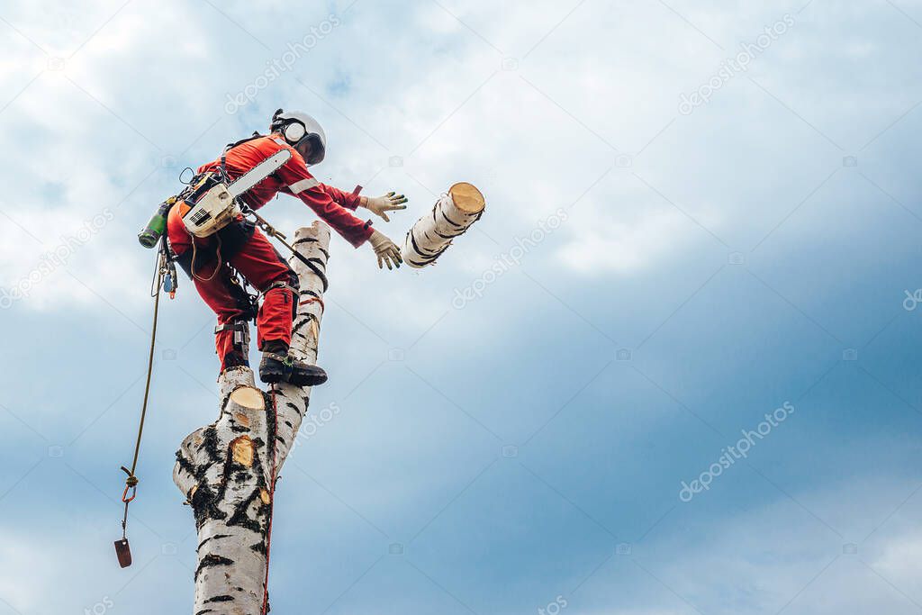 Arborist man cutting a branches with chainsaw and throw on a ground.