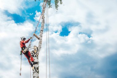 Ağaççının biri ağaç dallarını elektrikli testereyle kesiyor, emniyet halatlarıyla korunuyor, gökyüzüne karşı..