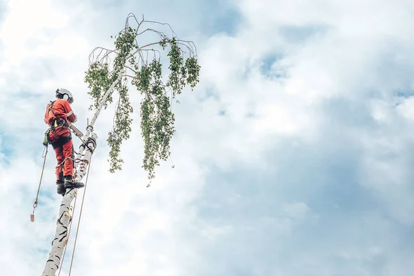 An arborist cuts branches on a tree with a chainsaw, secured with safety ropes, against the sky.