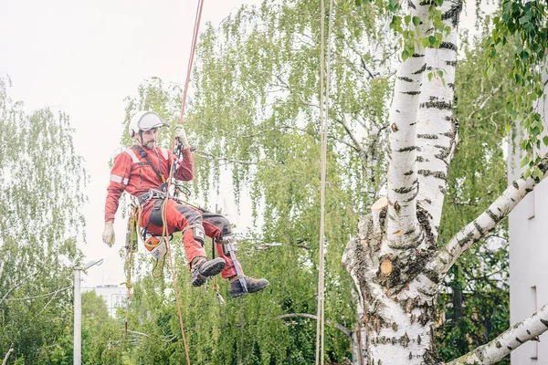 Arborista Corta Ramas Árbol Con Una Motosierra Asegurada Con Cuerdas — Foto de Stock