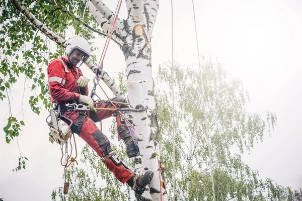 Arborista Corta Ramas Árbol Con Una Motosierra Asegurada Con Cuerdas — Foto de Stock