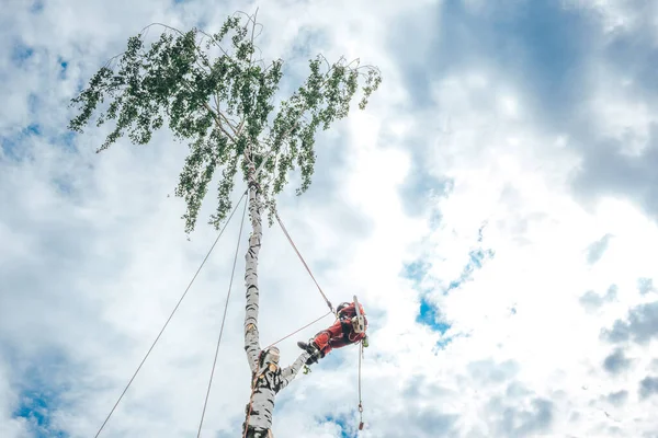 Альтанка Розрізає Гілки Дереві Бензопилою Захищеною Захисними Мотузками Навпроти Неба — стокове фото