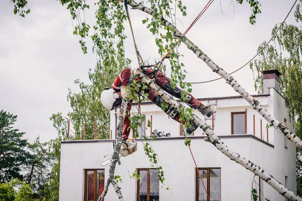 Альтанка Розрізає Гілки Дереві Бензопилою Закріпленою Захисними Мотузками — стокове фото
