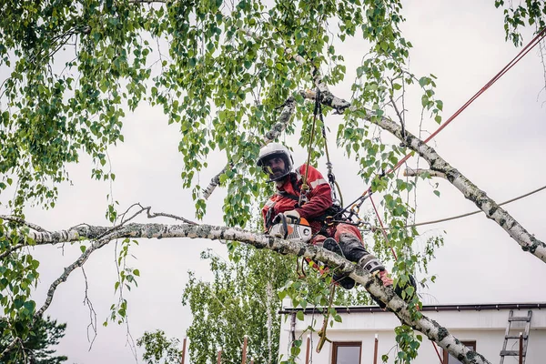 Альтанка Розрізає Гілки Дереві Бензопилою Закріпленою Захисними Мотузками — стокове фото