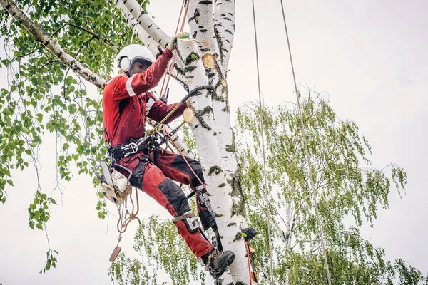 Arborista Corta Ramas Árbol Con Una Motosierra Asegurada Con Cuerdas — Foto de Stock