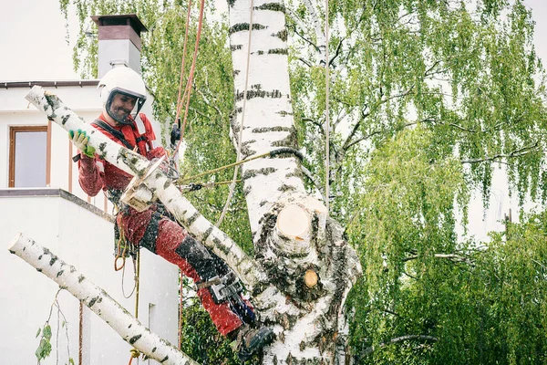 Альтанка Розрізає Гілки Дереві Бензопилою Закріпленою Захисними Мотузками — стокове фото