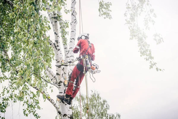 Arborista Corta Ramas Árbol Con Una Motosierra Asegurada Con Cuerdas — Foto de Stock