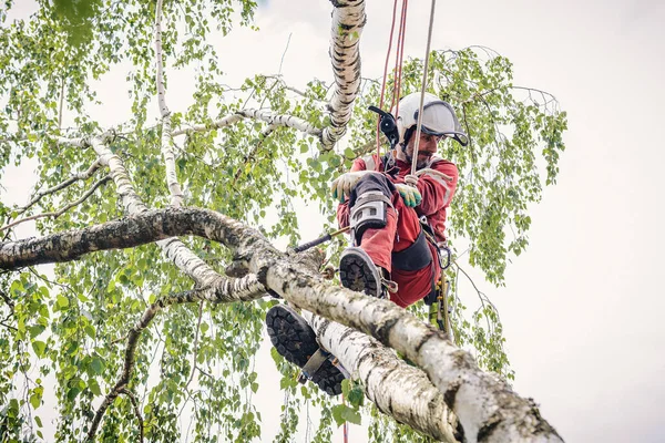 Arborist řeže strom motorovou pilou — Stock fotografie