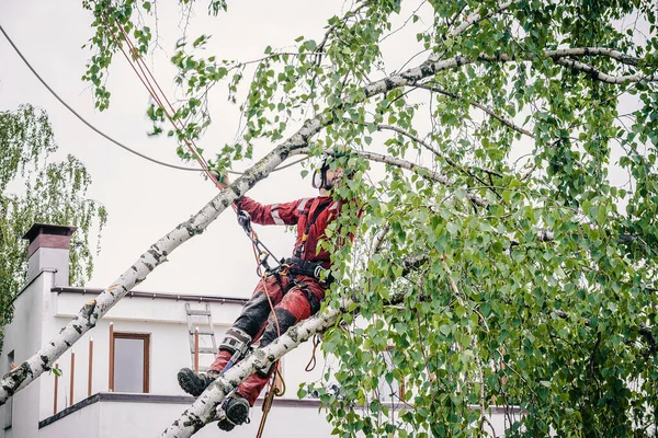 Arborista taglia rami su un albero con una motosega, — Foto Stock