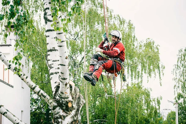 Arborista corta ramas en un árbol con una motosierra, — Foto de Stock
