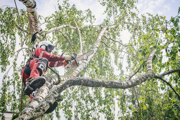 Арборист режет ветки на дереве бензопилой — стоковое фото