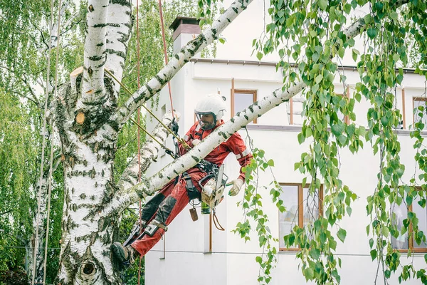 Арборист режет ветки на дереве бензопилой, — стоковое фото