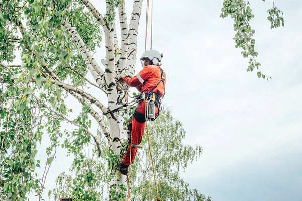 Ağaççılar ağaç dallarını testere ile keserler., 