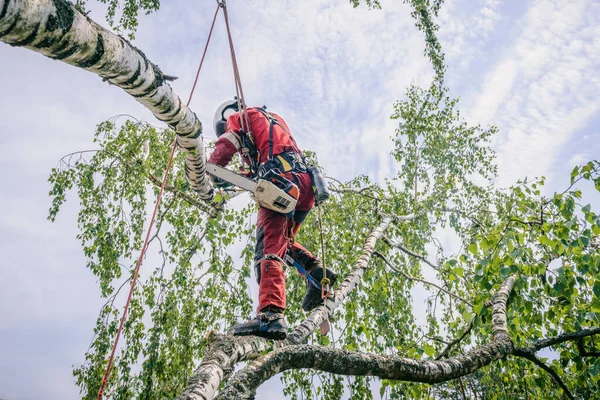 Арбор вирізає гілки на дереві бензопилою — стокове фото