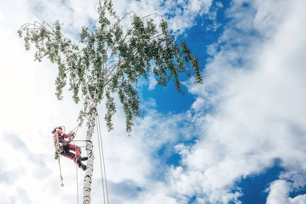 Arborista Corta Galhos Uma Árvore Com Uma Motosserra Presa Com Fotografia De Stock