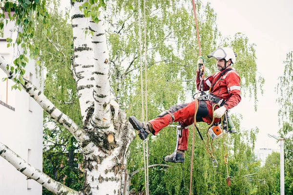 Arboriste Coupe Des Branches Sur Arbre Avec Une Tronçonneuse Fixé Image En Vente