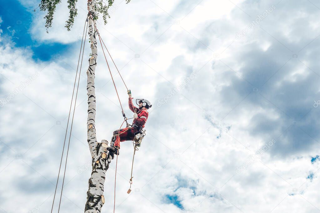 An arborist cuts branches on a tree with a chainsaw, secured with safety ropes, against the sky.