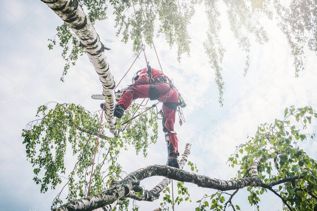 Arborist cuts branches on a tree with a chainsaw