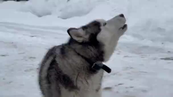 Zbliżenie Twarzy Psa Husky Niebieskimi Oczami Patrzy Prosto Kamerę Skowyt — Wideo stockowe