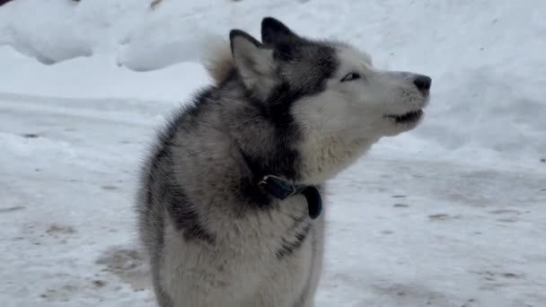 Zbliżenie Twarzy Psa Husky Niebieskimi Oczami Patrzy Prosto Kamerę Skowyt — Wideo stockowe