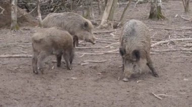 Ormanda bir yaban domuzu poz verir ve kameranın önünde homurdanır..