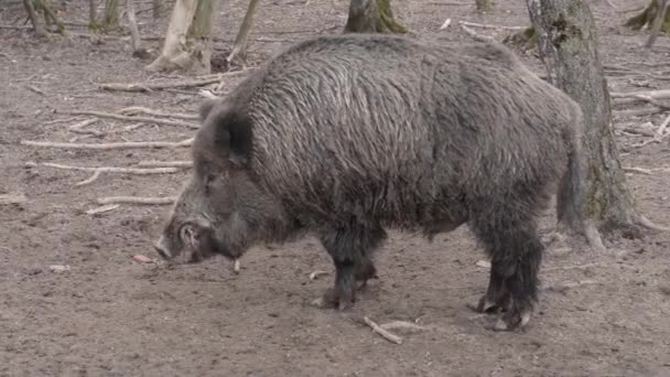 멧돼지가 포즈를 취하고 카메라 앞에서 신음하는 — 비디오