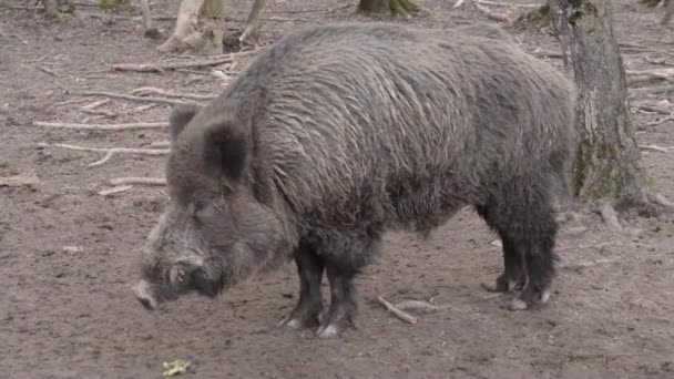 멧돼지가 포즈를 취하고 카메라 앞에서 신음하는 — 비디오