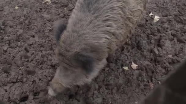 Jabalí Bosque Posa Gruñe Delante Cámara — Vídeo de stock