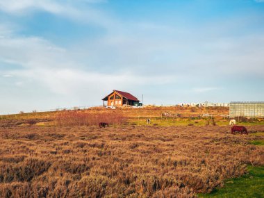 Güneşli bir havada mavi gökyüzünün altında kuru lavanta tarlası..