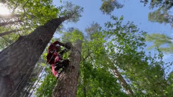 2021年5月18日 俄罗斯莫斯科 这位植物学家用安全绳固定的链锯把树干砍倒在地 — 图库视频影像