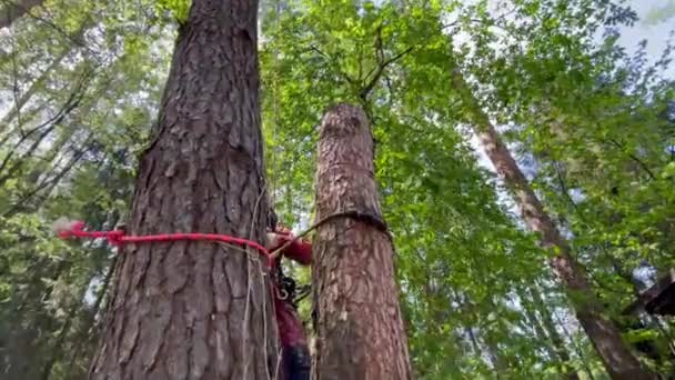 2021年5月18日 俄罗斯莫斯科 这位植物学家用安全绳固定的链锯把树干砍倒在地 — 图库视频影像