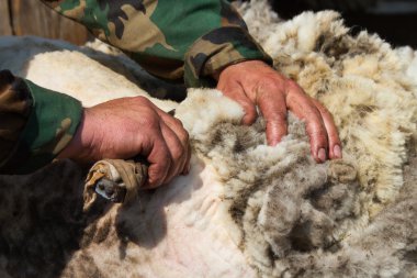 Koyun kesme el makas