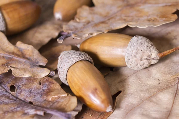 Still life of autumn leaves of oak, maple and acorns — Stock Photo, Image