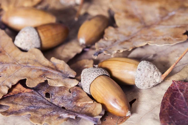 Nature morte des feuilles d'automne de chêne, érable et glands — Photo