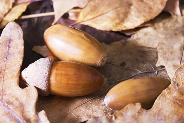 カシ、かえでおよびドングリの葉を秋の静物 — ストック写真