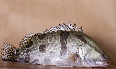 Taze Çin levrek - Auha