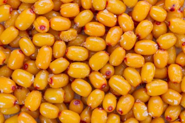 Olgun meyveler deniz topalak - berry arka plan arka plan